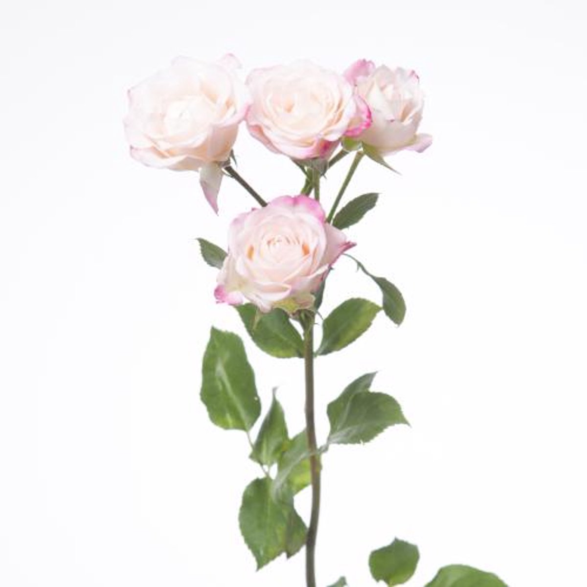 10x Rosa reflex 40cm