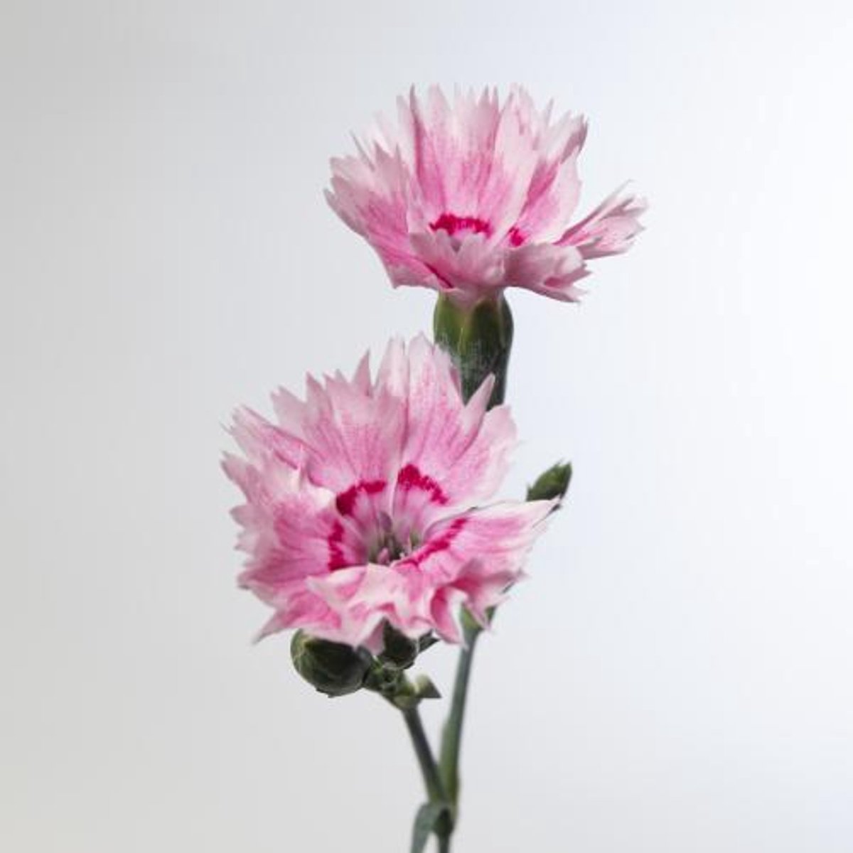 10x Dian.tr.fiorino iris 60cm