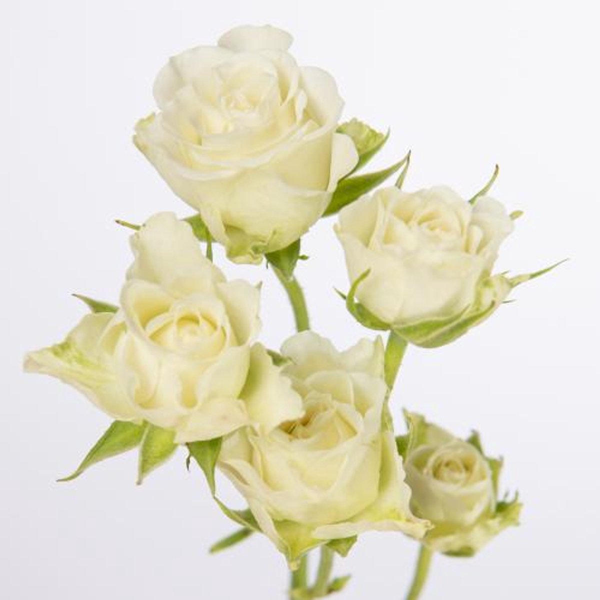 10x Rosa snowflake 60cm