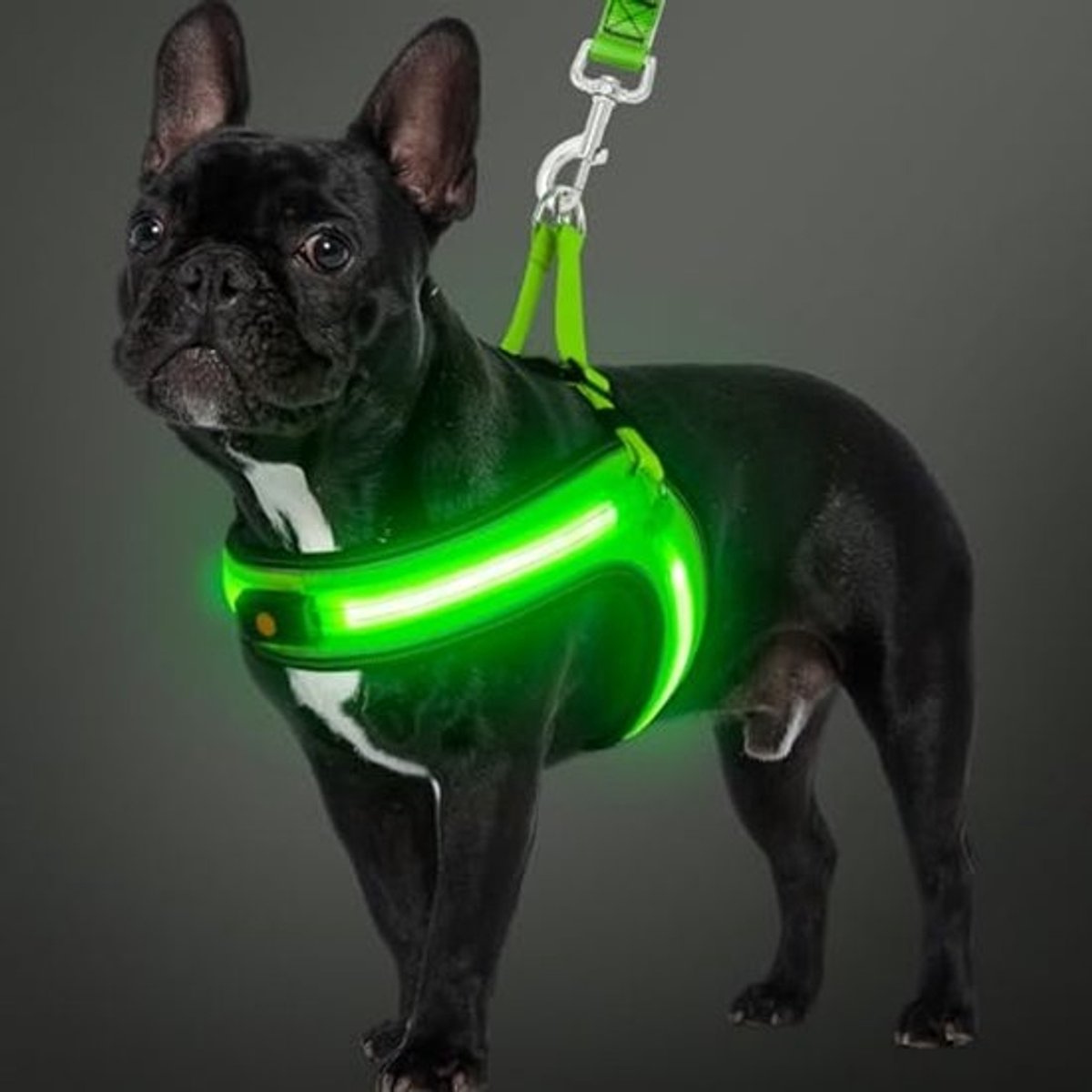 Lichtgevend hondentuigje voor middelgrote honden met oplaadbare led-verlichting en 3 lichtmodi