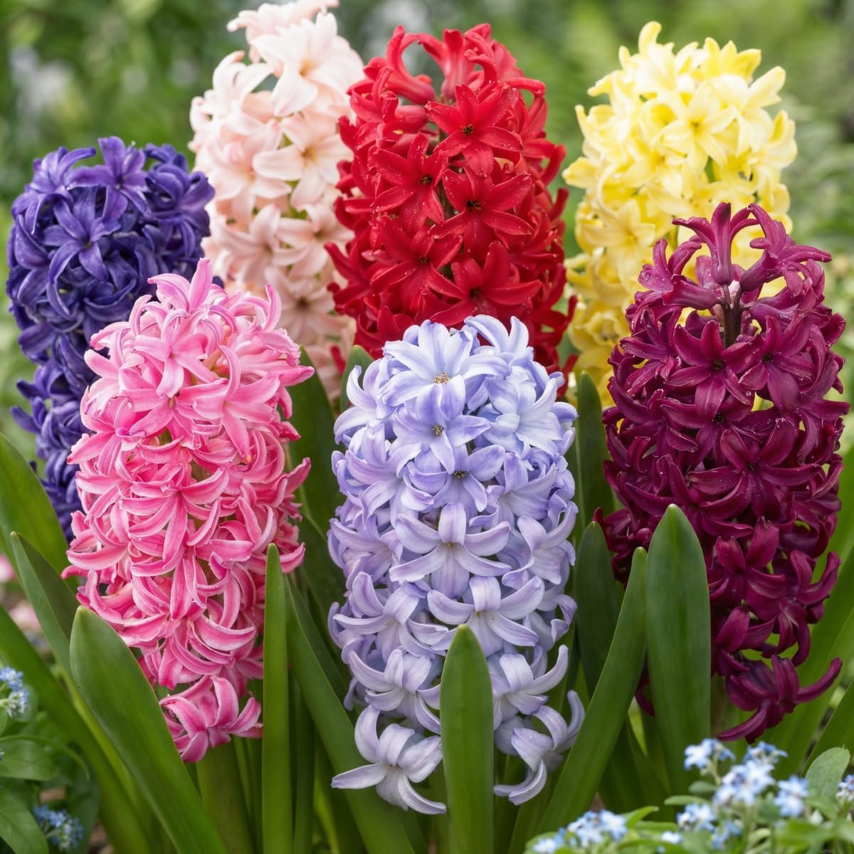 Hyacint - Hyacinthus - 15 stuks - Bloembollen - Mix van 5 soorten - Meerkleurig - Bloem bollen - Meerjarig