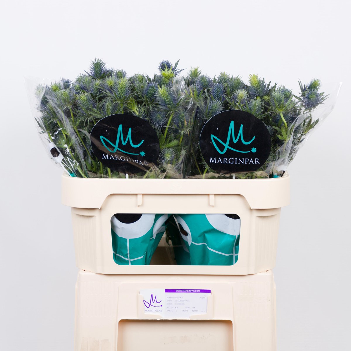 10x Eryngium supernova questar 70cm