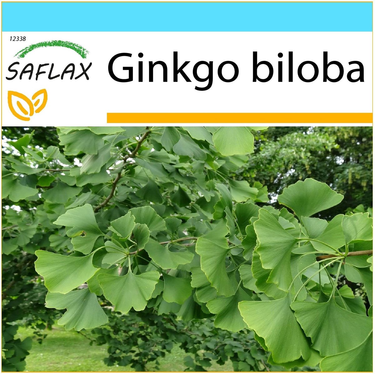 Elzusha - Ginkgo Biloba Giftset - 4 Zaden met Potgrond en Cadeaubox
