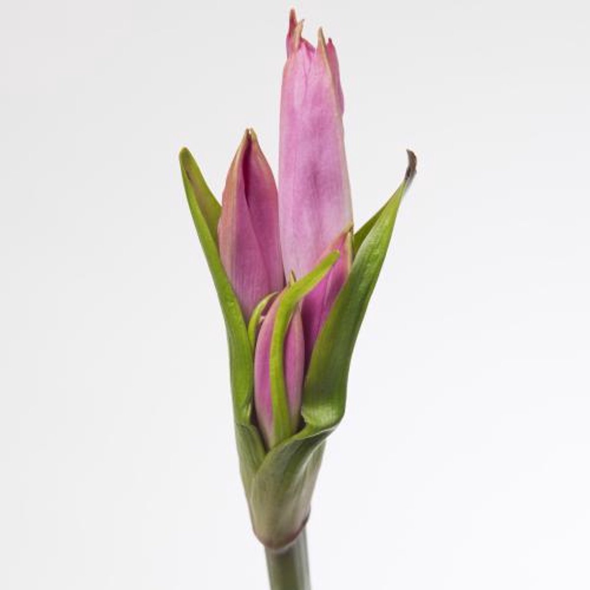 10x Amarcrinum 70cm