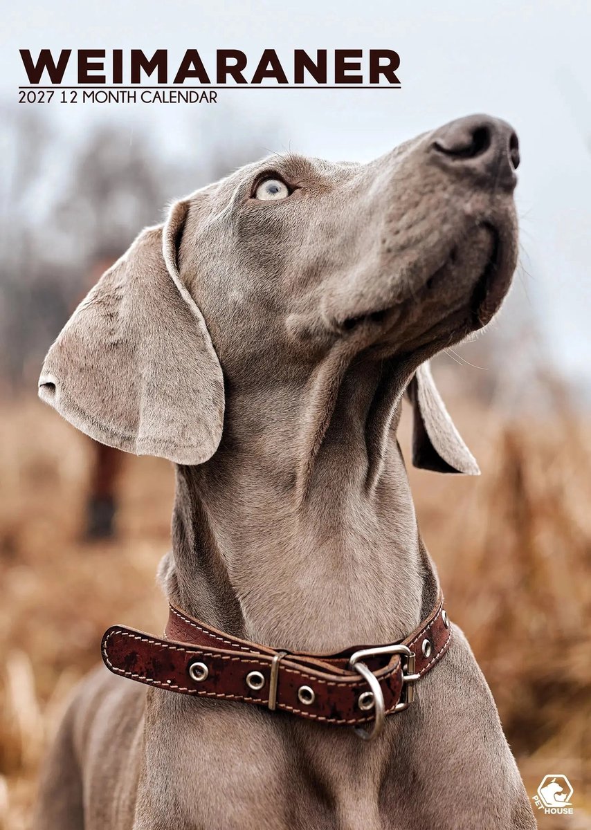 Weimaraner A3 Kalender 2027