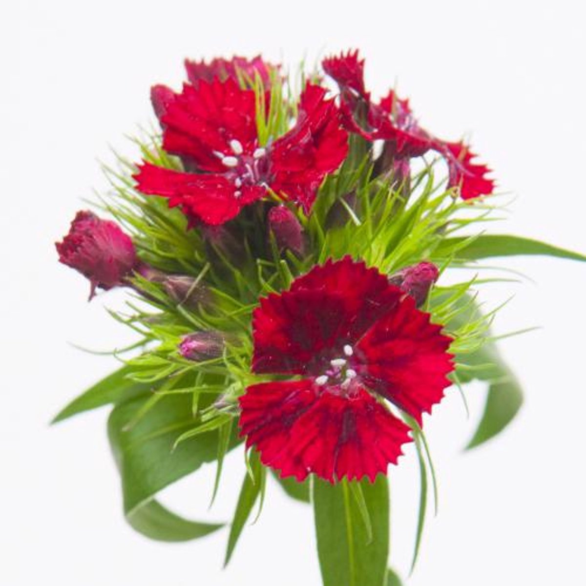 50x Dian.bar.sweet will red 50cm