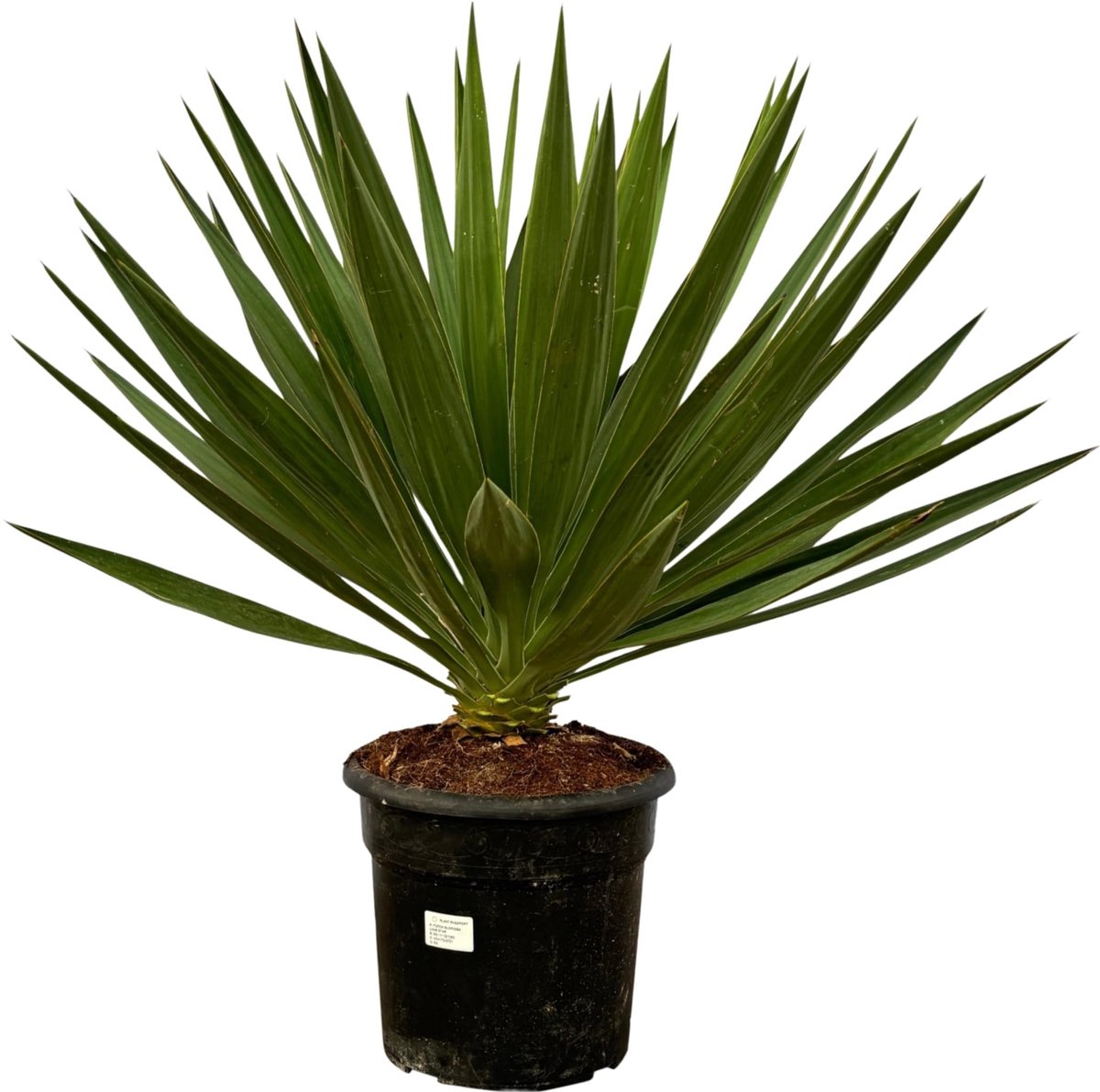 Elzusha - Yucca Gloriosa - Tuinplant - Hoogte 70-90 cm