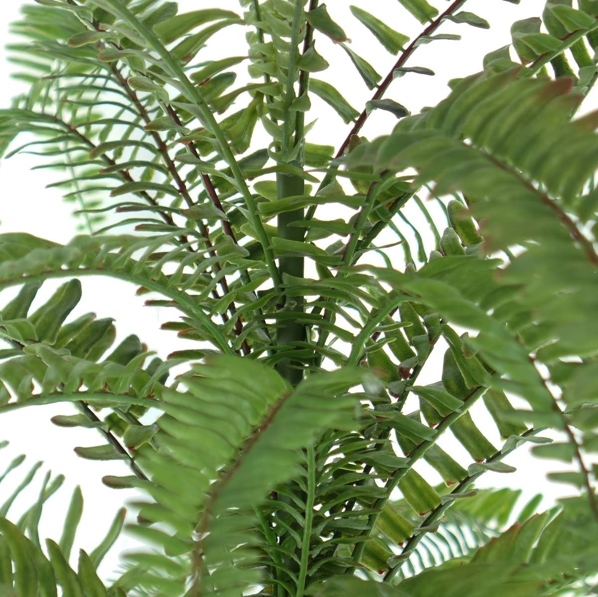 Gasper Boston Varen - Nephrolepis Groen 67 cm in pot - Kunstplanten