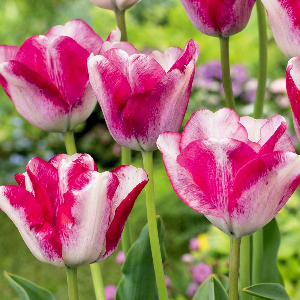 Green boutiQ - 12x Tulipa Mata Hari - Mata Hari tulp - Roze en Wit - Voorjaarsbloeier - Bolmaat 11/12