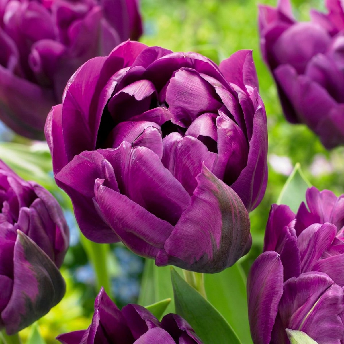 Green boutiQ - 48x Tulipa Double Lilac - Dubbele lila tulp - Paars - Voorjaarsbloeier - Bolmaat 11/12
