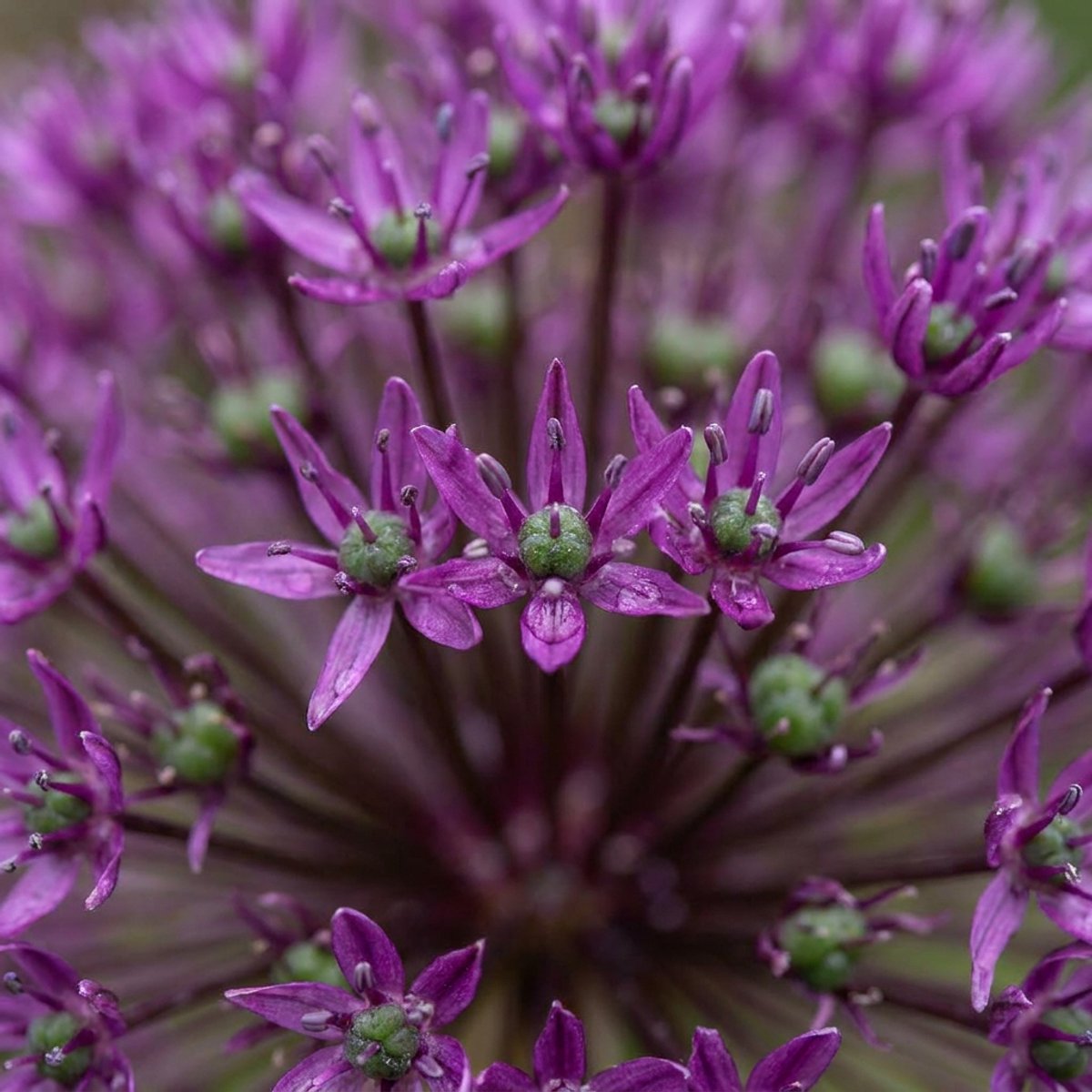 Green boutiQ - 120x Allium Miami - Sierui - Paars - Zomerbloeier - Bolmaat 10/+