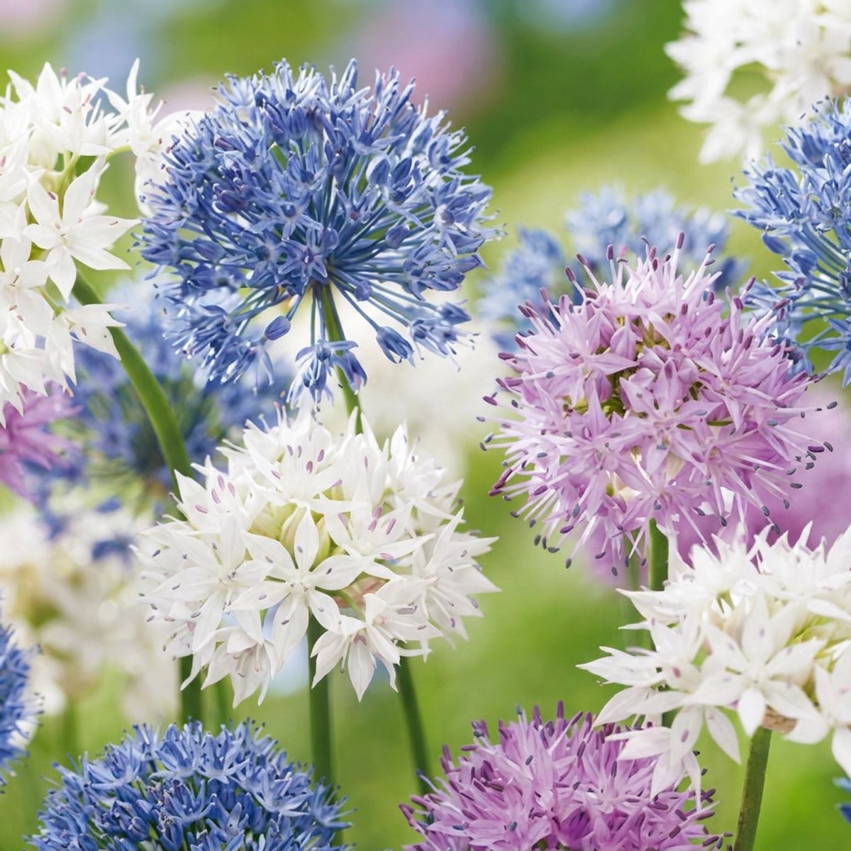 Green boutiQ - 30x Allium Buzzing Beauties - Sierui Buzzing Beauties - Diversen - Zomerbloeier - Bolmaat 6/7