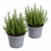 Tuin de Bruijn Rozemarijn - 2 Kruidenplanten - Salvia rosmarinus