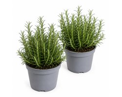 Rozemarijn – 2 Kruidenplanten – Salvia rosmarinus (Rosmarinus officinalis) – Meerjarig – Kruidentuin, Balkon & Terras