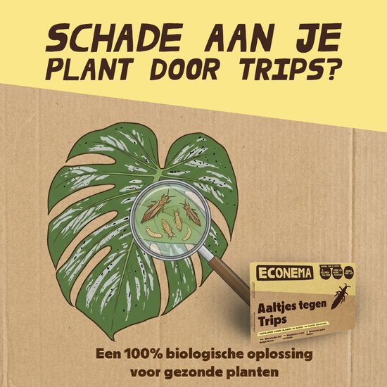 Monstera blad met tripslarven onder een vergrootglas. "Schade aan je plant door trips?"