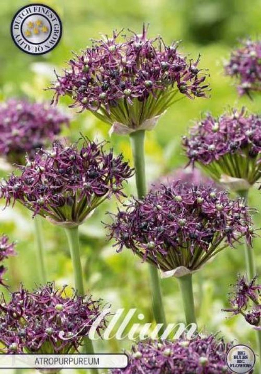 Artropurpureum (Nieuw) Allium Bloembollen 5 stuks bolmaat 12/14