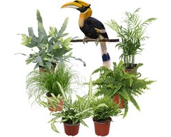 Tropische Kamerplanten XL – Set van 6 – Nephrolepis, Phlebodium, Pteris, Chamaedorea, Bamboe Monica & Cyperus Zumula – Binnenplanten – 30–40 cm – Pot 12 cm