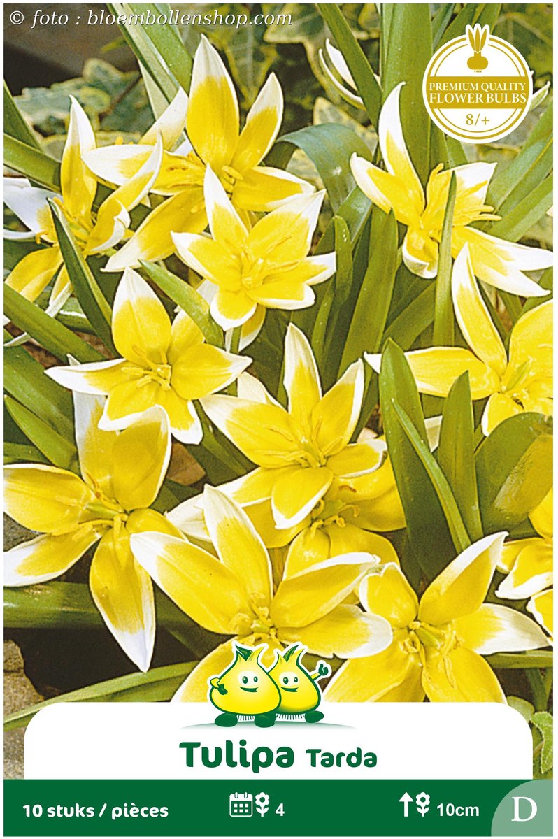2 Zakjes Mini Tulpen Tarda maat 8/+