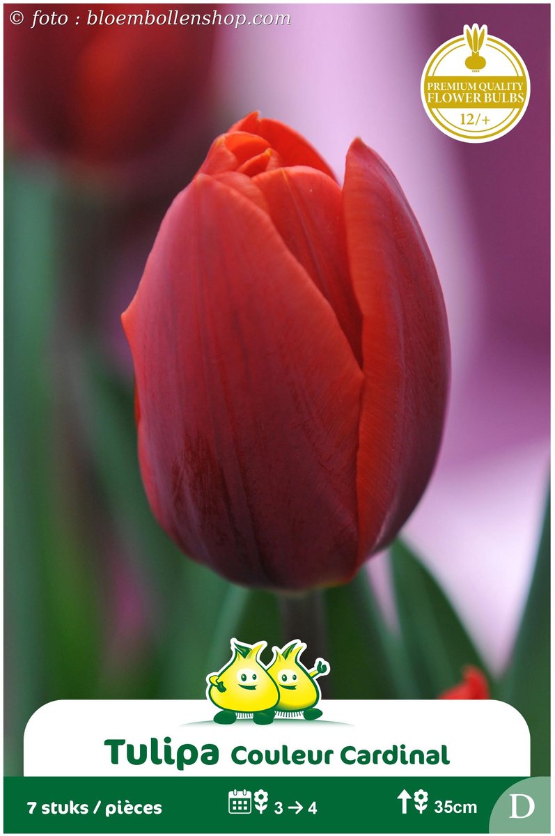 2 Zakjes Vroege Tulpen Couleur Cardinal maat 12/+