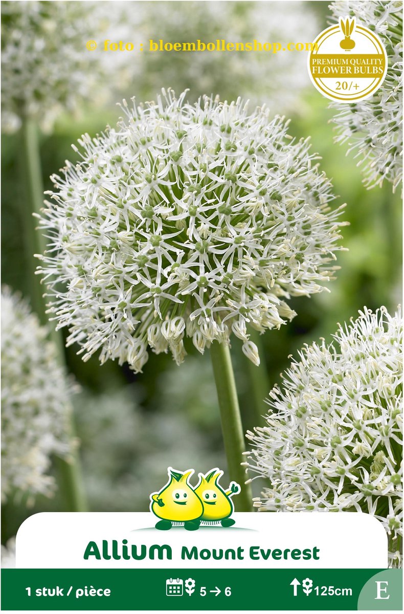 2 zakjes Allium Mount Everest maat 20/+