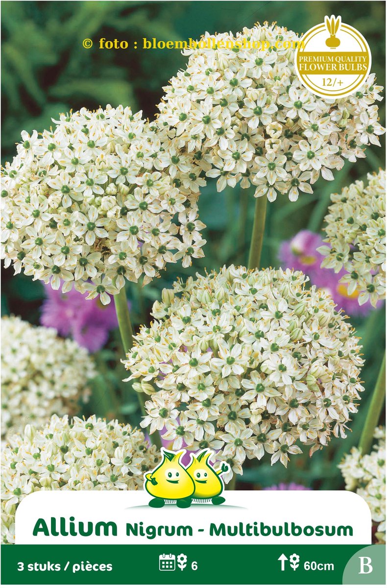 4 zakjes Allium Multibulbosum maat 12/+
