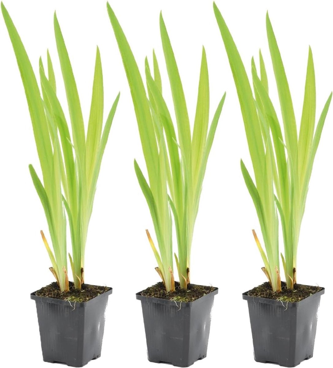 Vijverplanten Set - Waterplanten Lis - Vijver Aankleden - Winterhard - 20-30 cm - Paars Wit