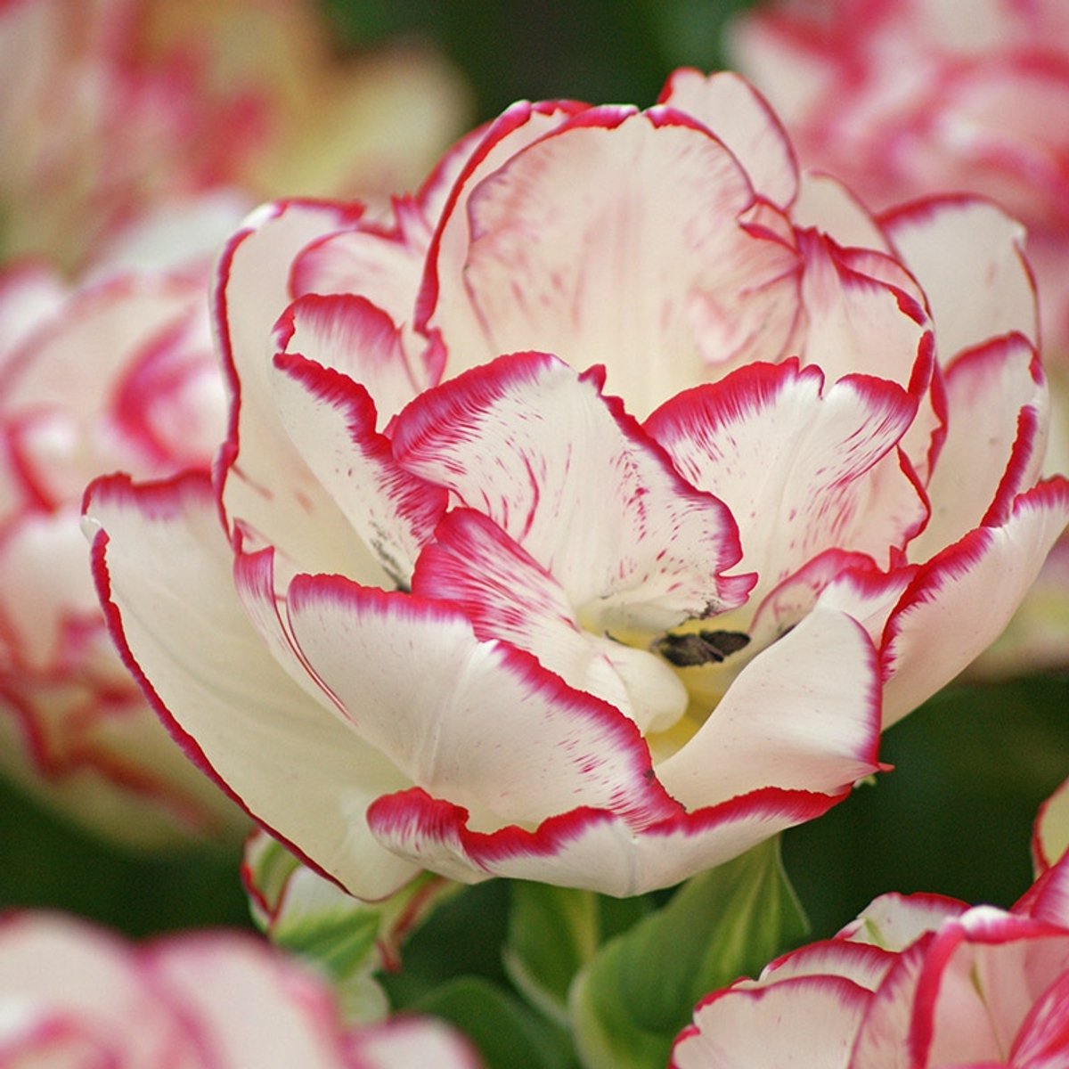 Tulp Belicia® | 10 stuks | Dubbel vroeg | Roze | Wit | Tulpenbollen