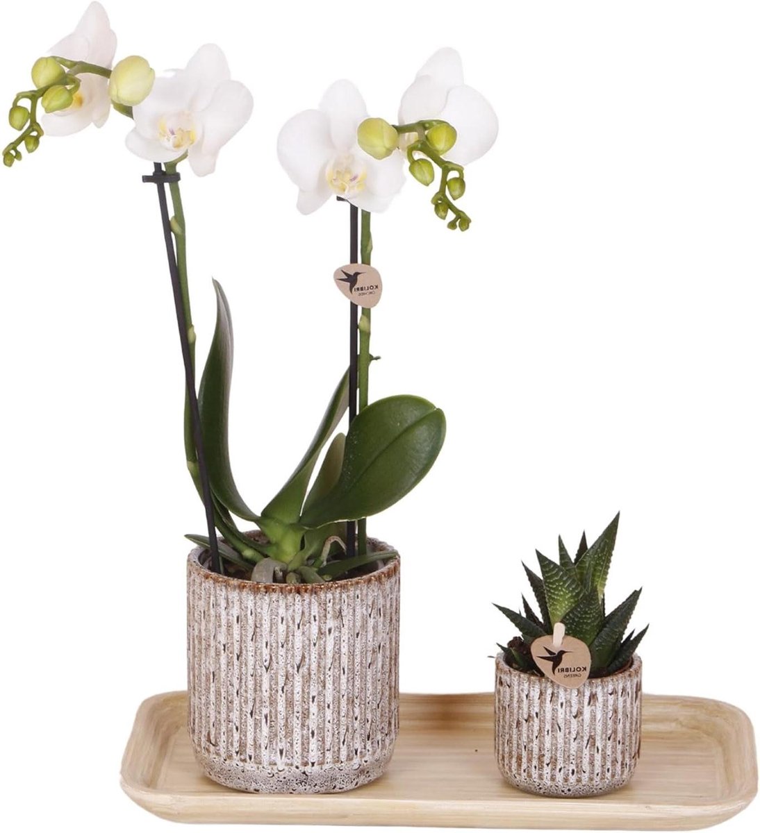Orchidee Plantenset - Plantenbak met Orchidee - Woonkamer Decoratie - Met Bamboe Dienblad - 9 x 9 x 35 cm
