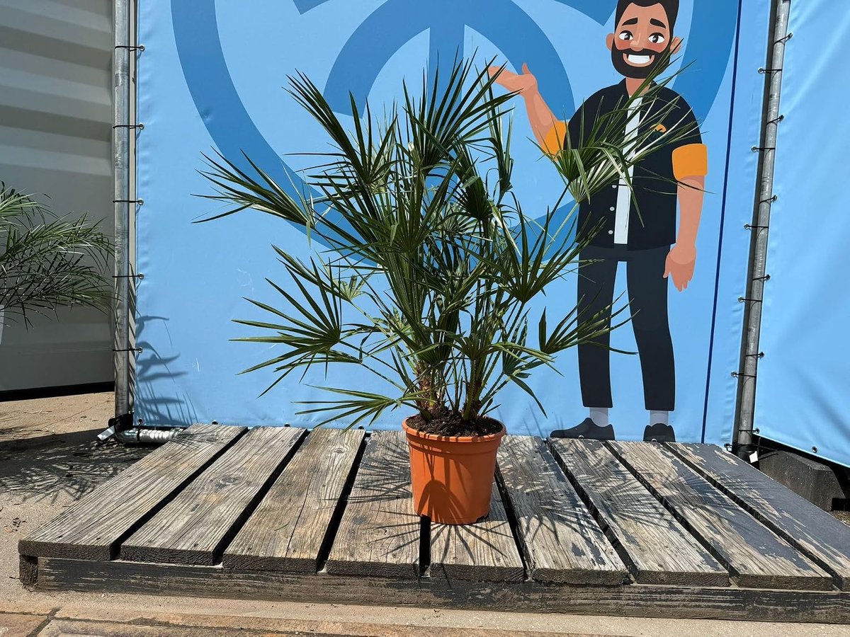 Chamaerops Humilis - Europese dwergpalm - Wintergroene winterharde palm - 120 cm hoog inclusief pot