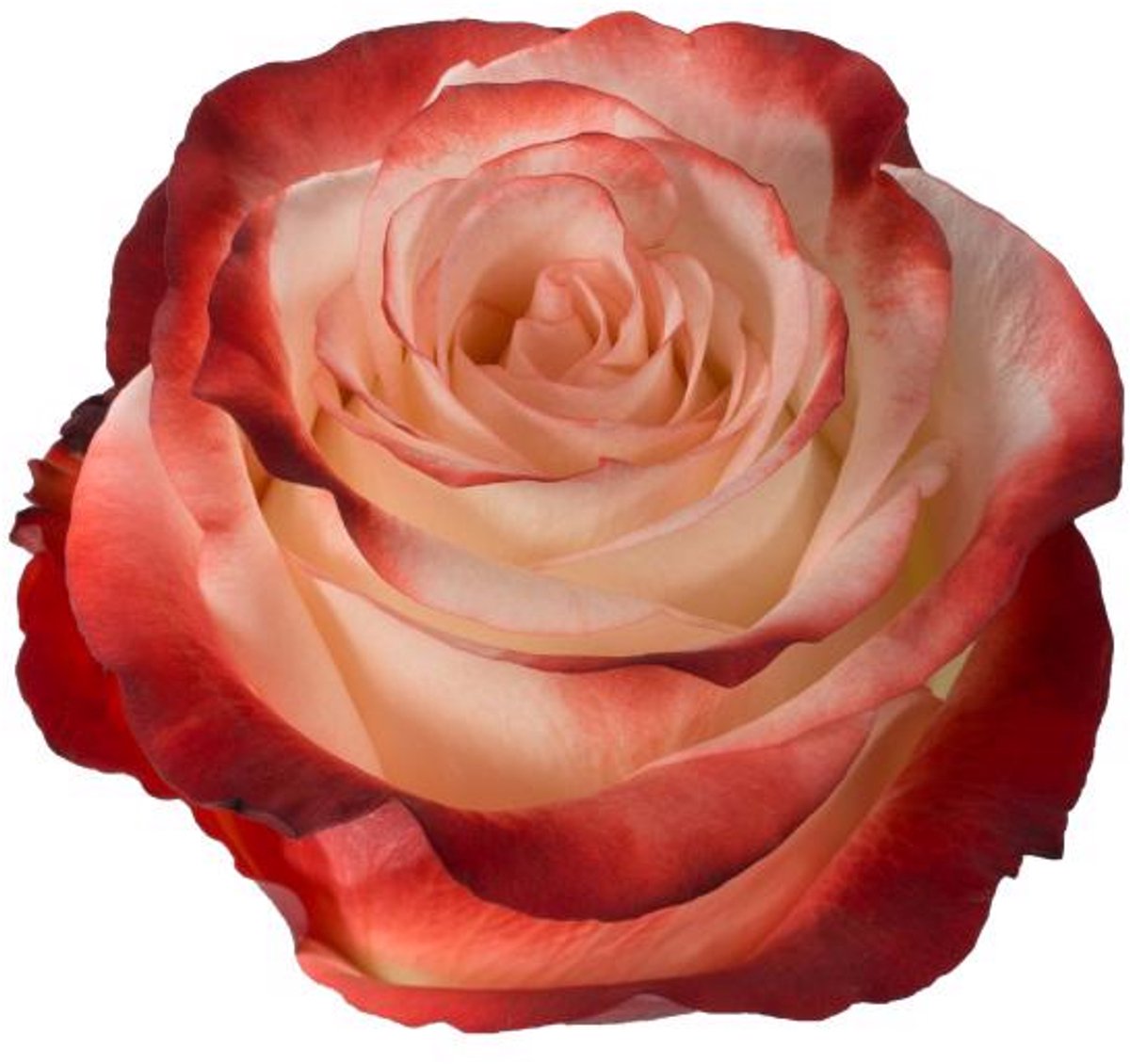 25x Rosa farfalla 50cm