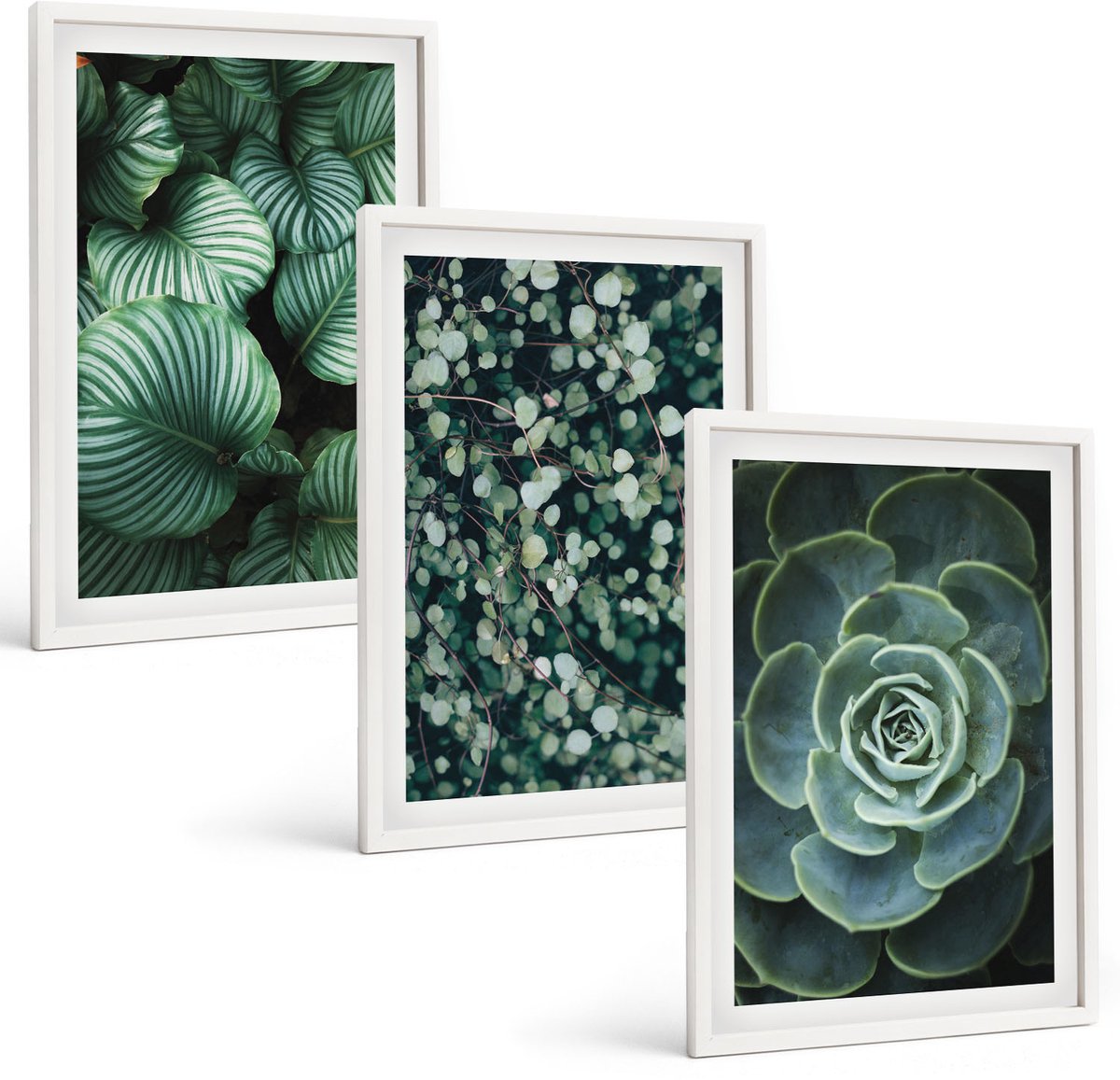 Wallfluent 3-Delige Schilderij Set - Groene Bladplanten En Stijlvolle Vetplanten - 40 x 60 - Wanddecoratie - Woonkamer Decoratie - Stijlvolle Muurdecoratie