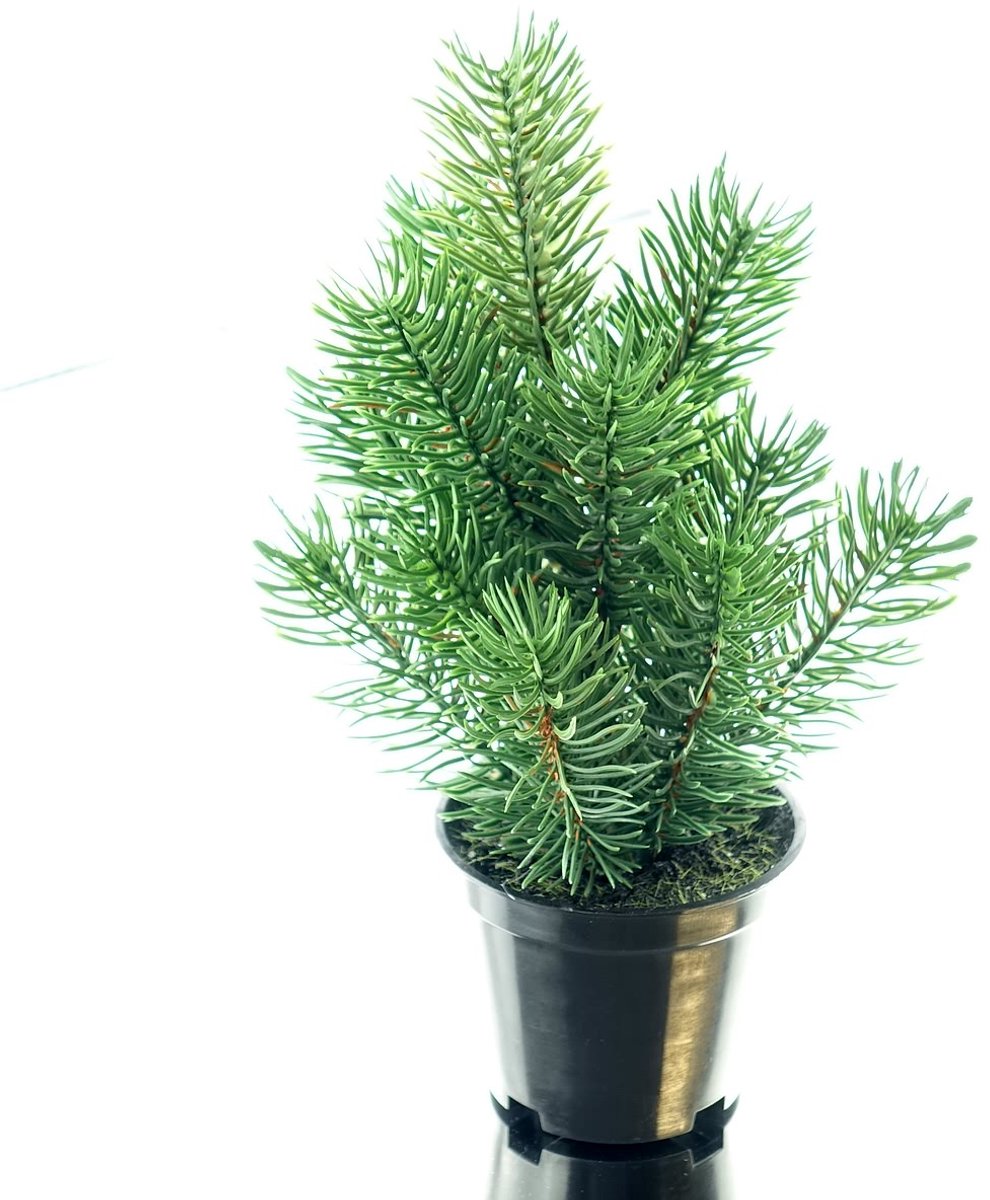 Gasper kerstboompje groen in zwarte pot 22 cm - kunstplanten
