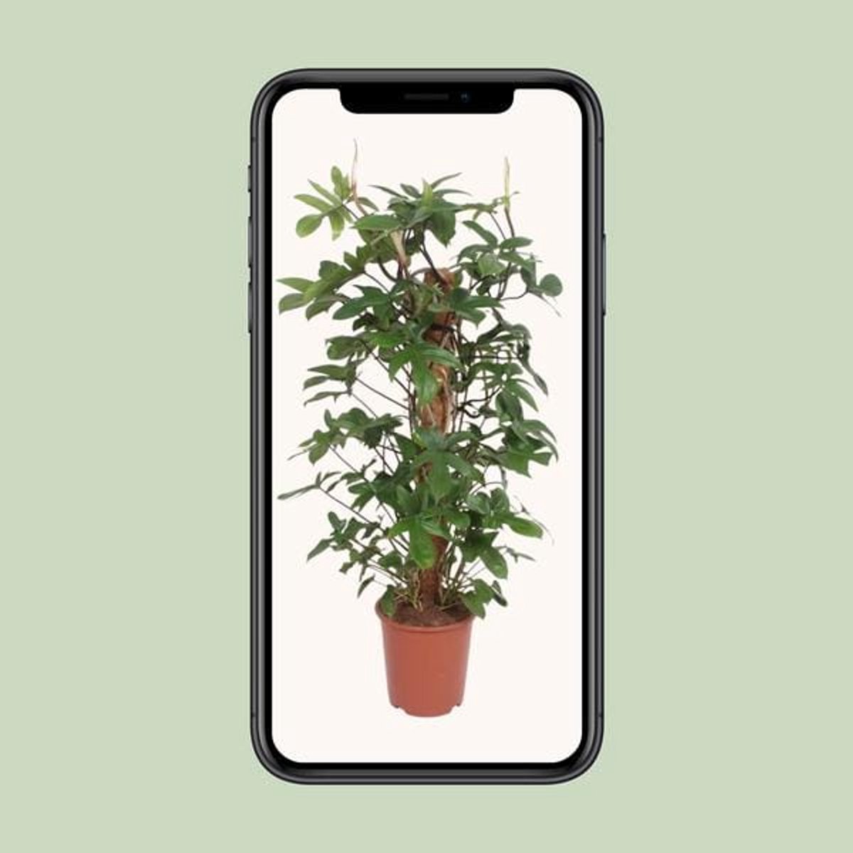 Philodendron Pedatum - Ø27cm - 130cm