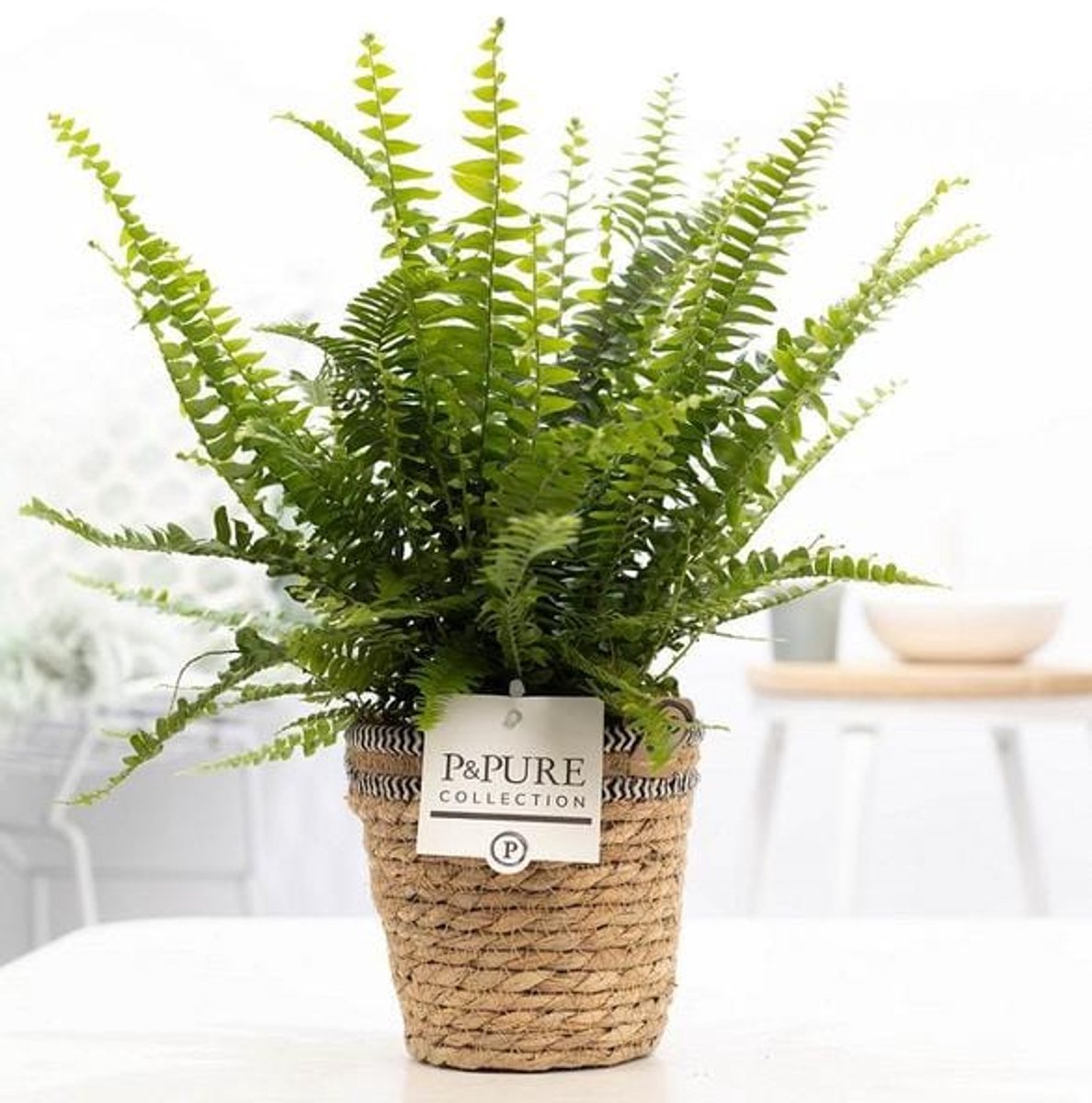 Nephrolepis Green Lady In P&PURE Basket - Ø12cm - 35cm