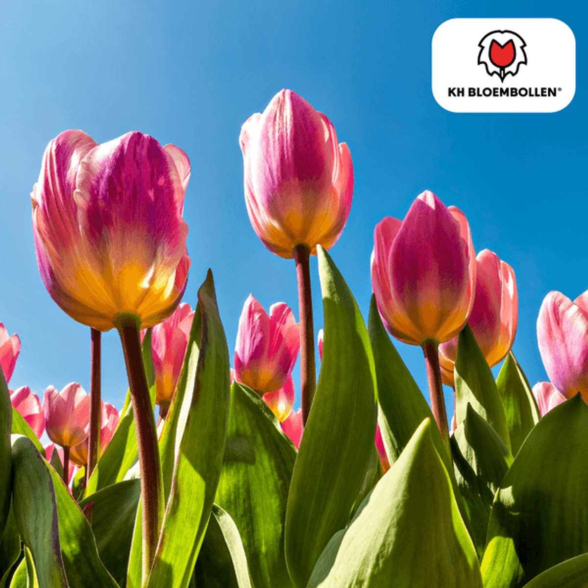 Tulpenbollen Light and Dreamy – 20 Stuks | Prachtige Pastelkleuren – Voor Tuin of Pot – Maat 11/12 – Vers van de Teler!