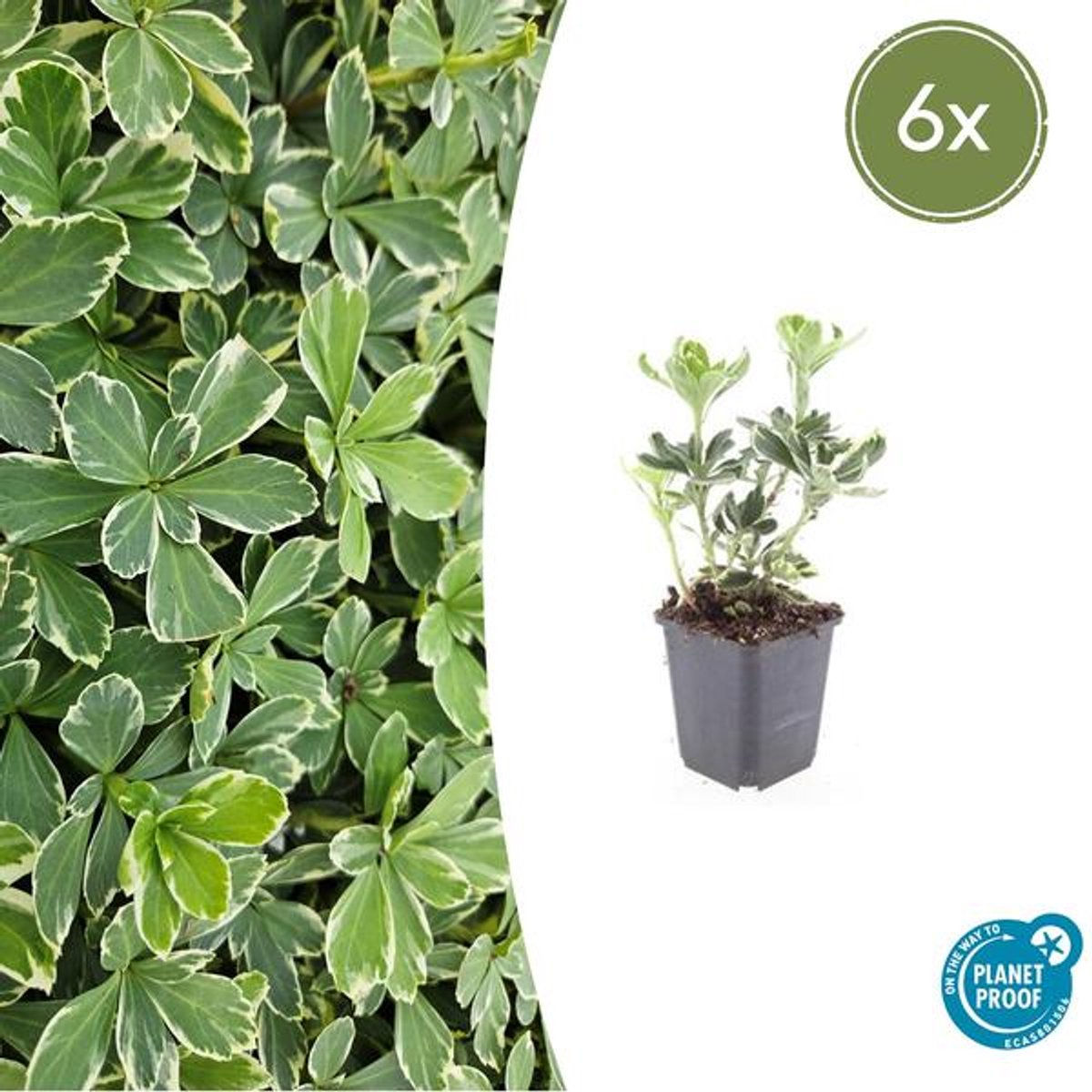 6x Pachysandra term. 'Variegata' - 10-25cm - Ø9cm