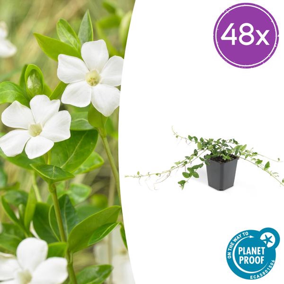 48x Vinca minor 'Alba' - 10-25cm - Ø9cm