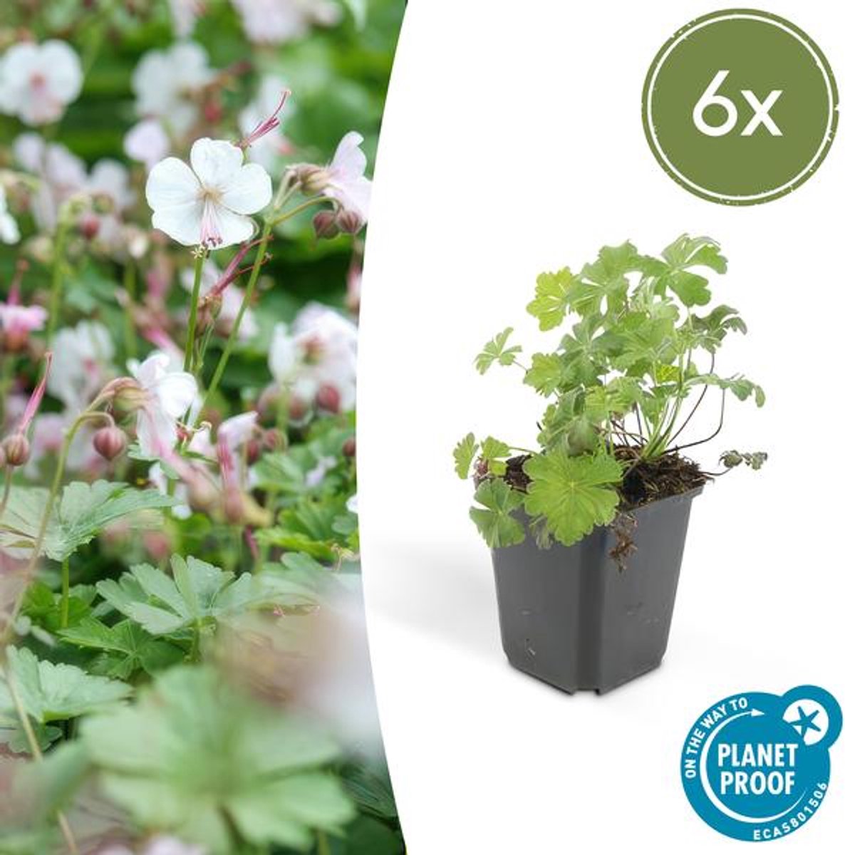 6x Geranium cant. 'Biokovo' - 10-25cm - Ø9cm