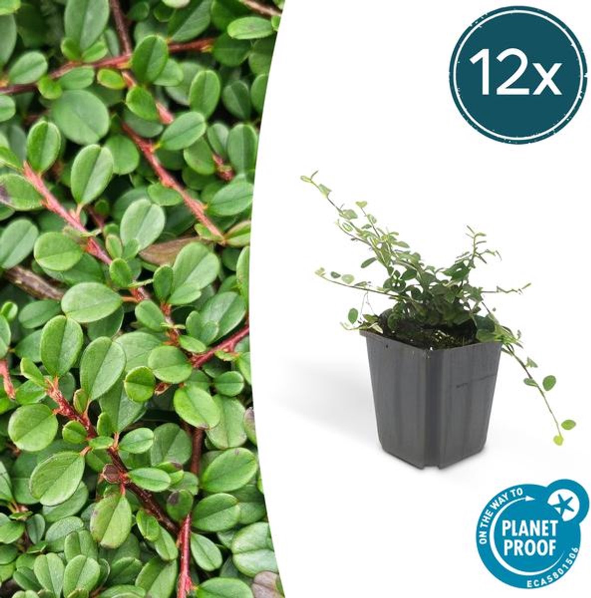 12x Cotoneaster pr. 'Streib's Findling' - 10-25cm - Ø9cm