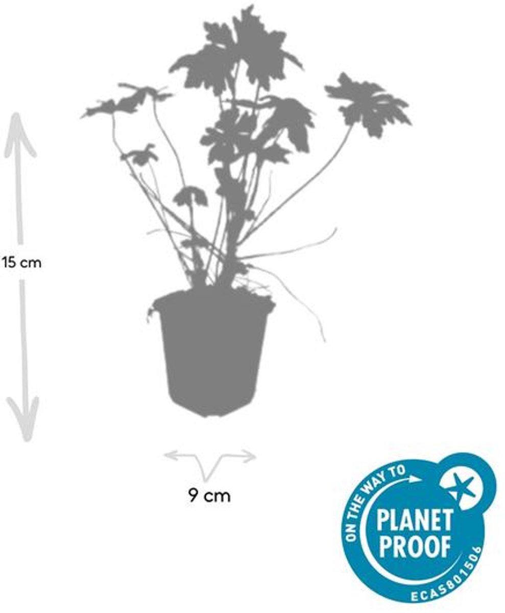 60x Geranium macrorrhizum - 10-25cm - Ø9cm