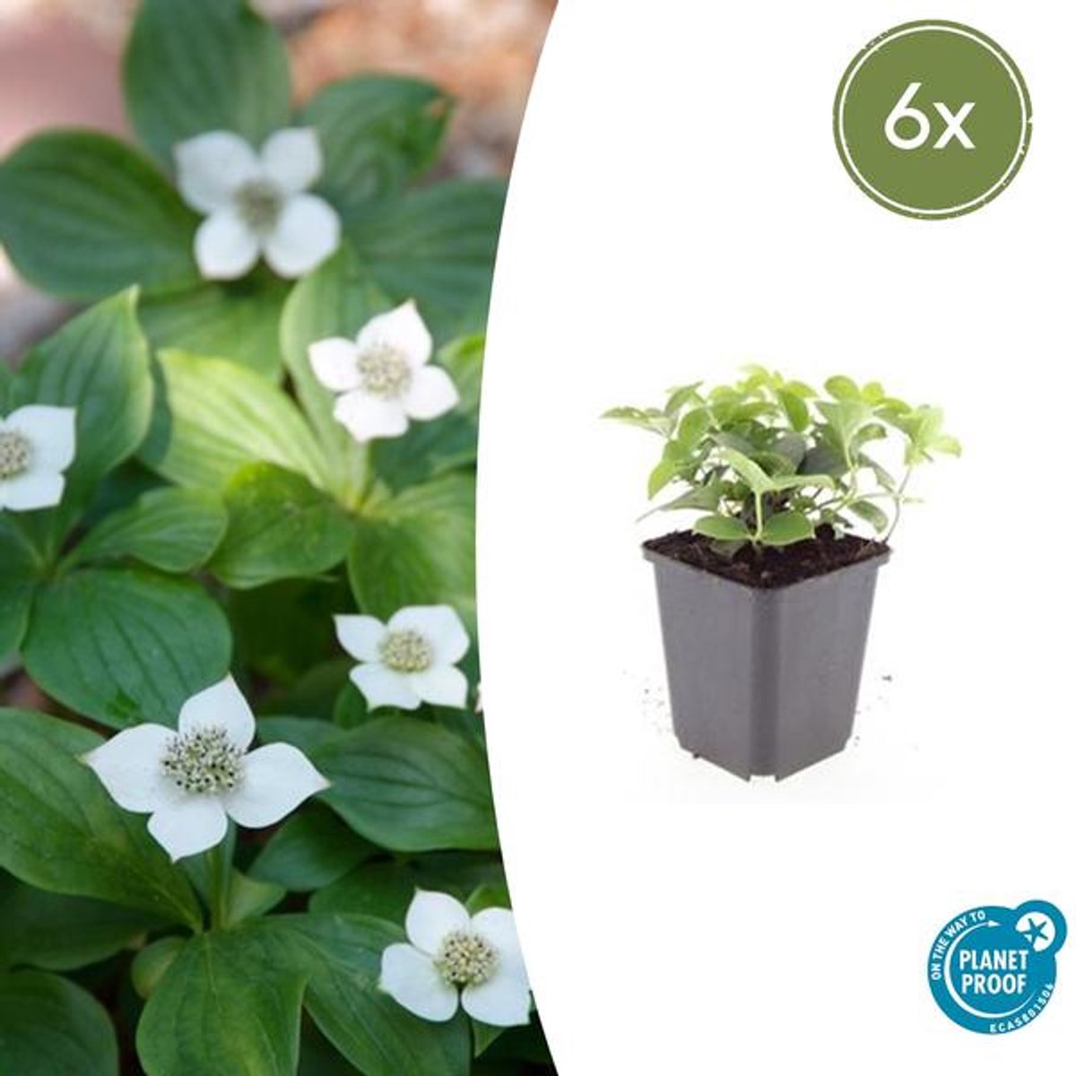 6x Cornus canadensis - 10-25cm - Ø9cm