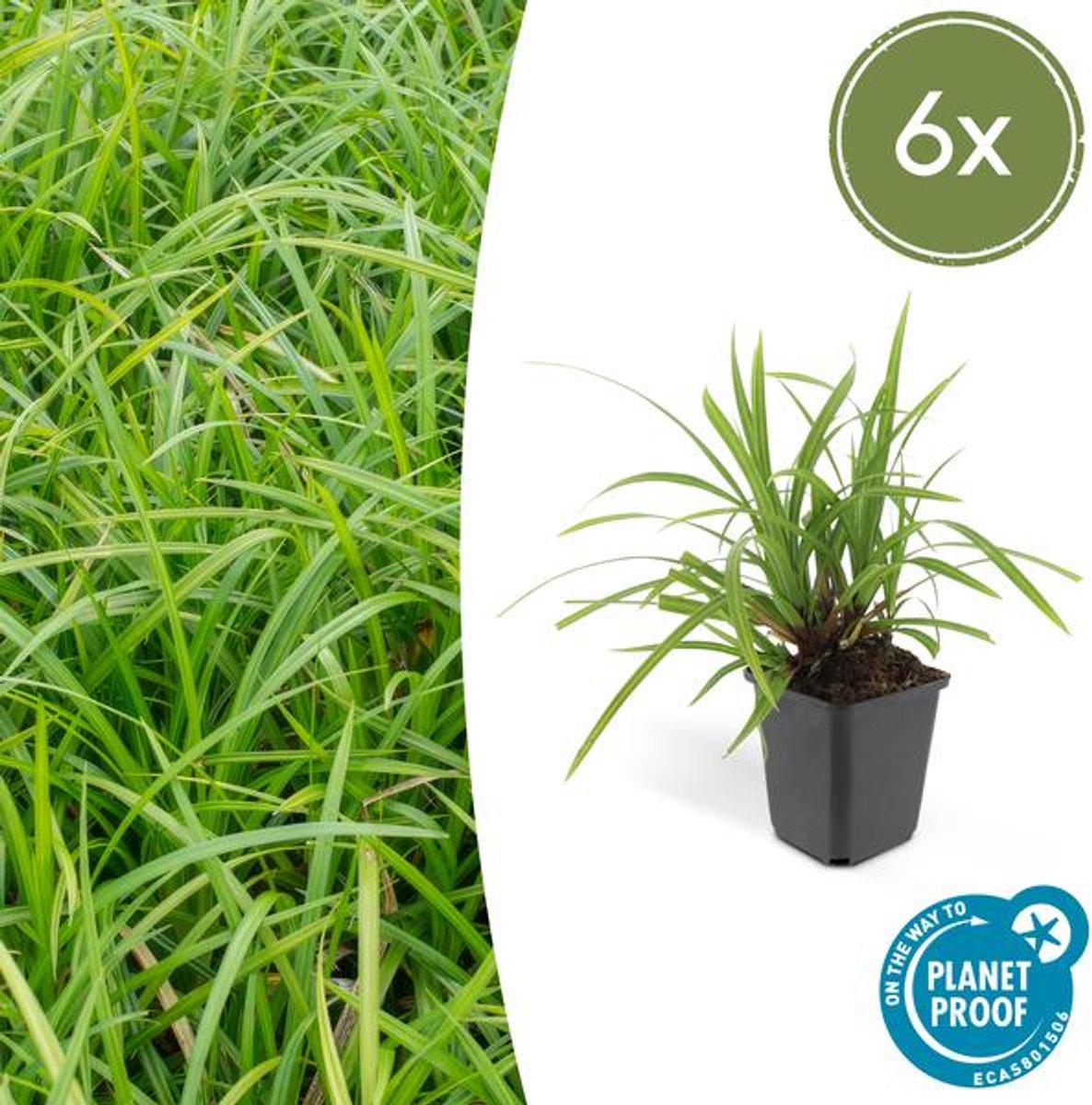 6x Carex morrowii 'Irish Green' - 10-25cm - Ø9cm