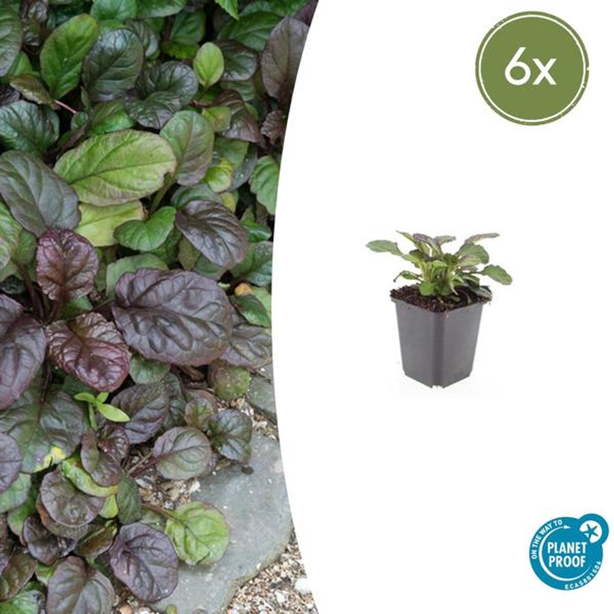6x Ajuga reptans 'Catlin's Giant' - 10-25cm - Ø9cm