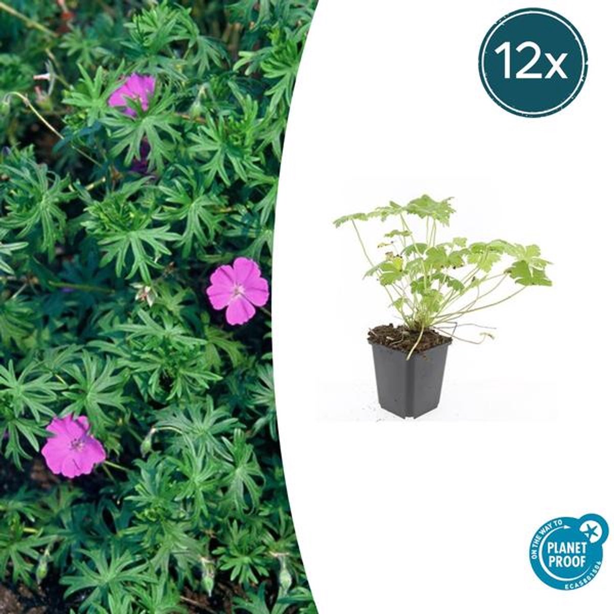 12x Geranium 'Tiny Monster' - 10-25cm - Ø9cm