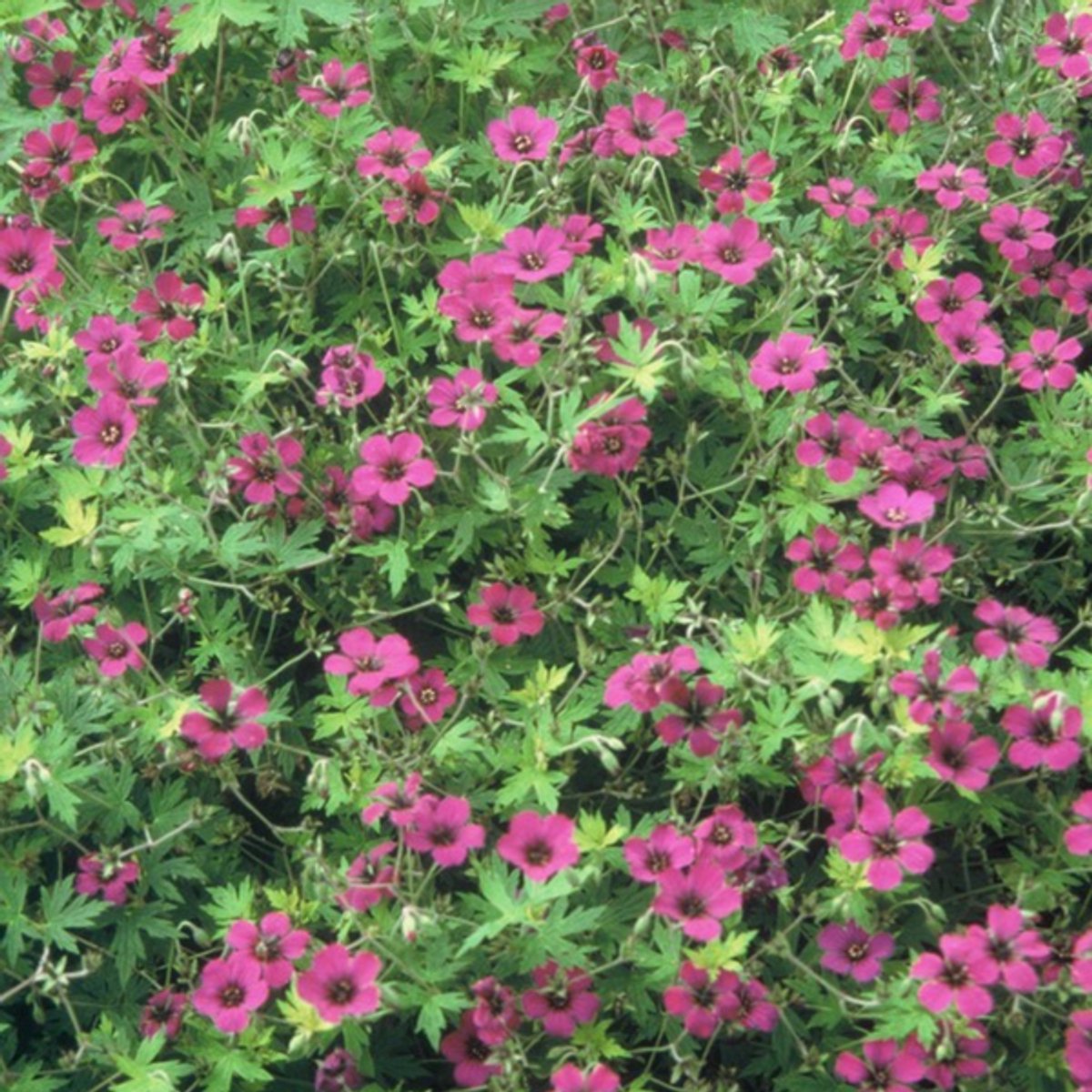 60x Geranium macr. 'Bevan's Variety' - 10-25cm - Ø9cm