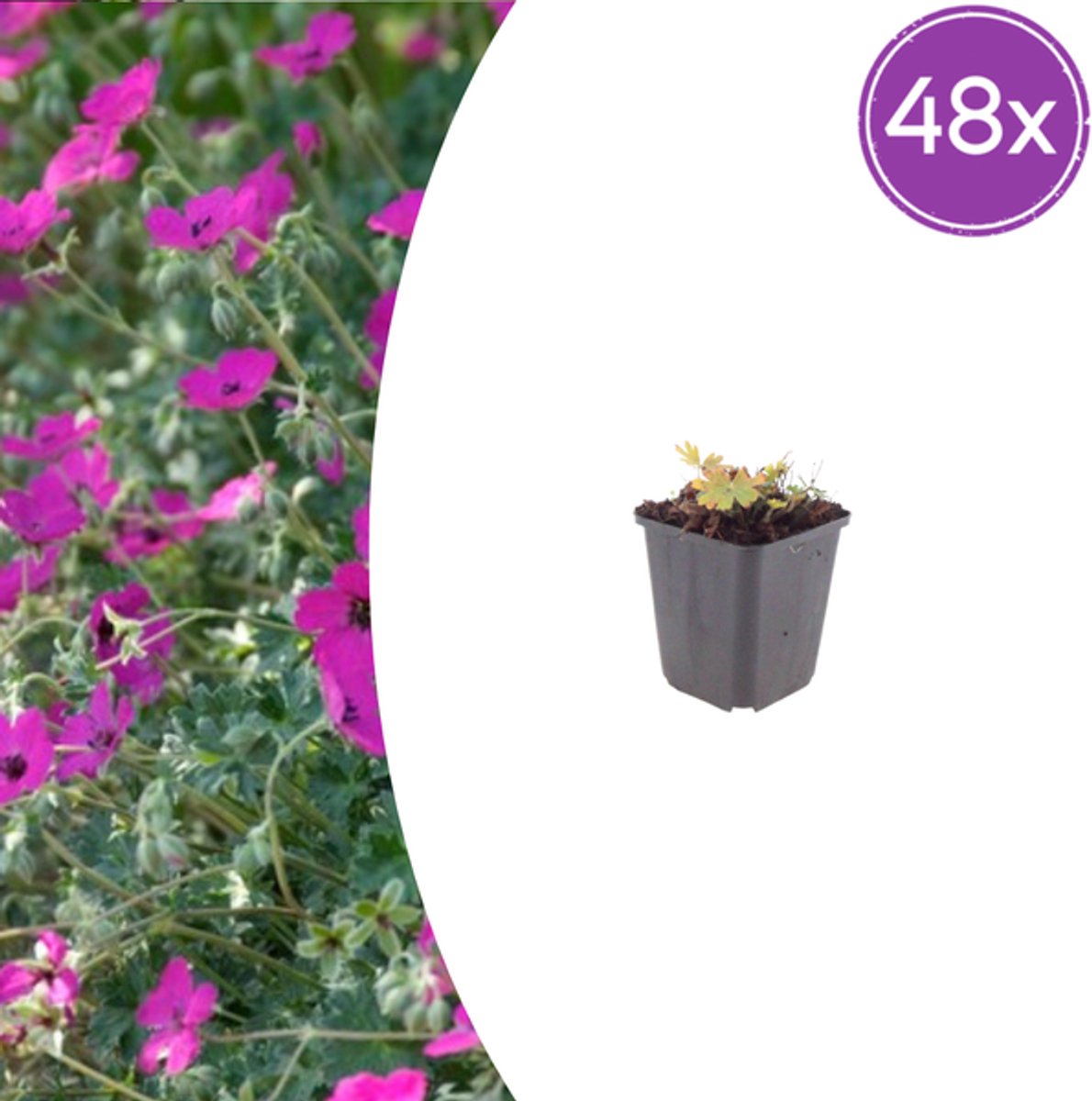 48x Geranium sang. 'Max Frei' - 10-25cm - Ø9cm