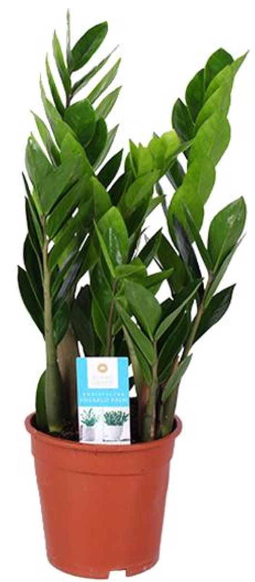 Zamioculcas Zamiifolia (ZZ-plant) - Ø17cm - 60cm