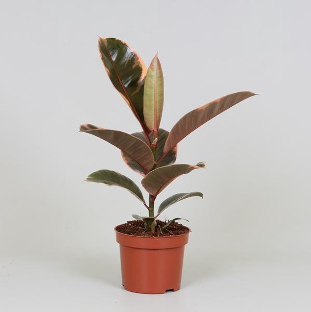 Ficus Elastica Belize - Ø12cm - 30cm