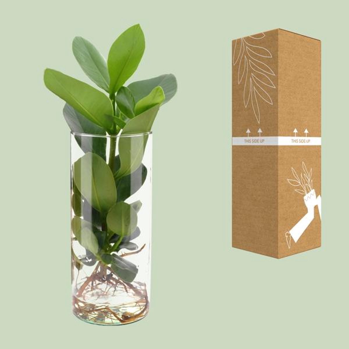 Clusia In Cylinder Glas - Ø12cm - 30cm