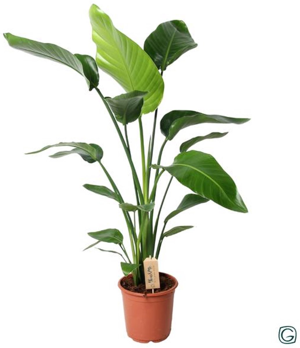 Strelitzia Nicolai (Paradijsvogelplant) - Ø21 100